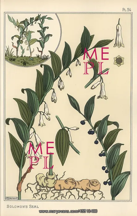 : Botanical illustration of Solomon's seal, Polygonatum : Botanical illustration of Solomon's seal, Polygonatum