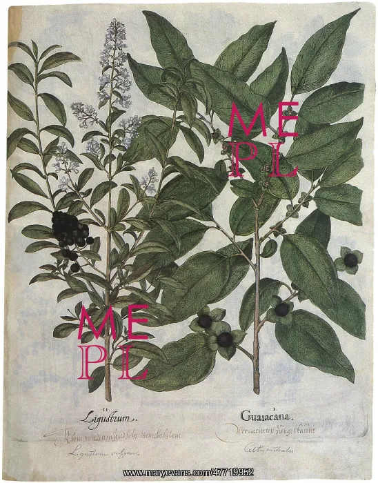  : Botanical Plants