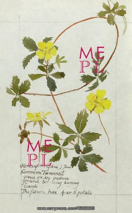  : Botanical Sketchbook -- Common Tormentil
