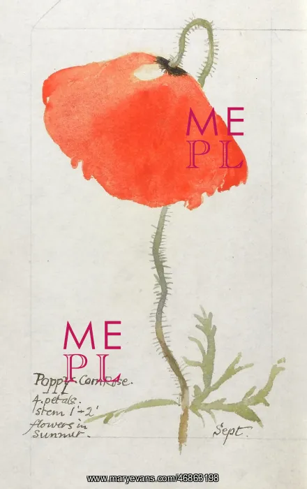  : Botanical Sketchbook -- Corn Poppy