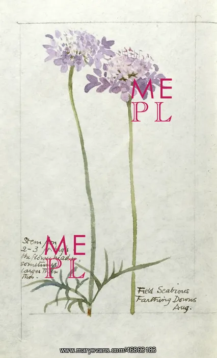  : Botanical Sketchbook -- Field Scabious