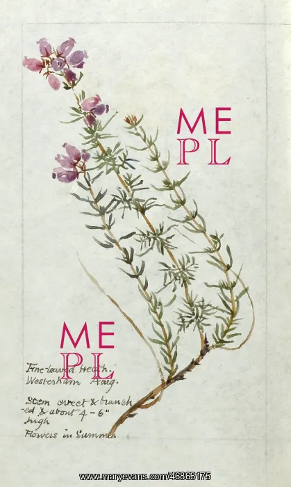  : Botanical Sketchbook -- Fine Leaved Heath