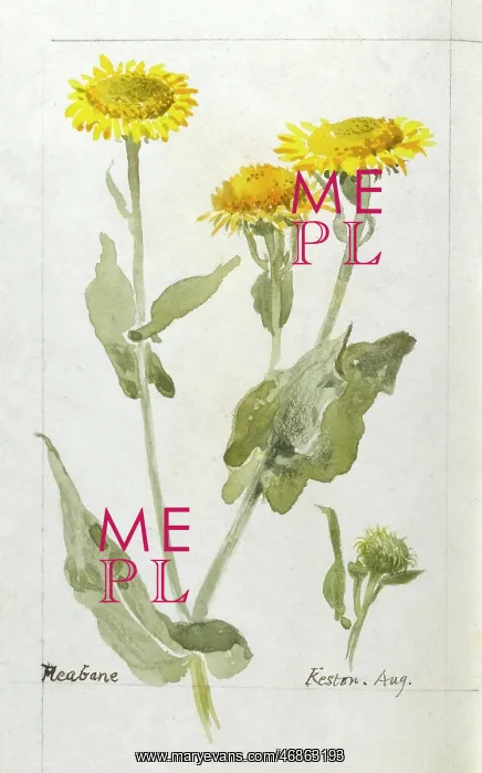  : Botanical Sketchbook -- Fleabane