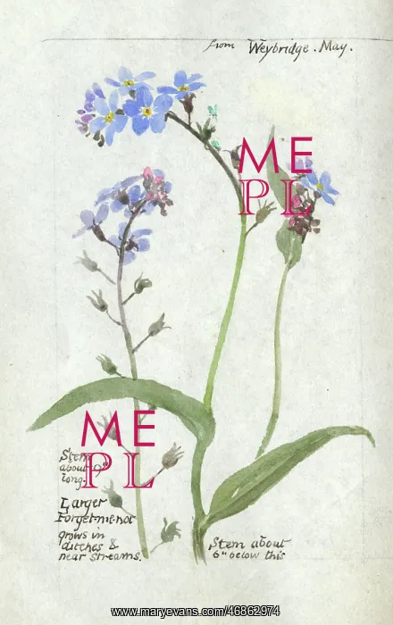  : Botanical Sketchbook -- Forget-Me-Not