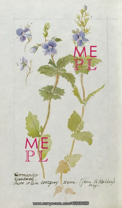 : Botanical Sketchbook -- Germander Speedwell : Botanical Sketchbook -- Germander Speedwell