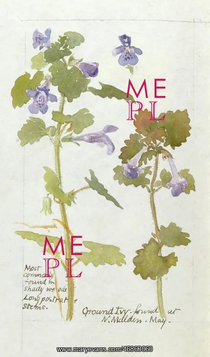  : Botanical Sketchbook -- Ground Ivy