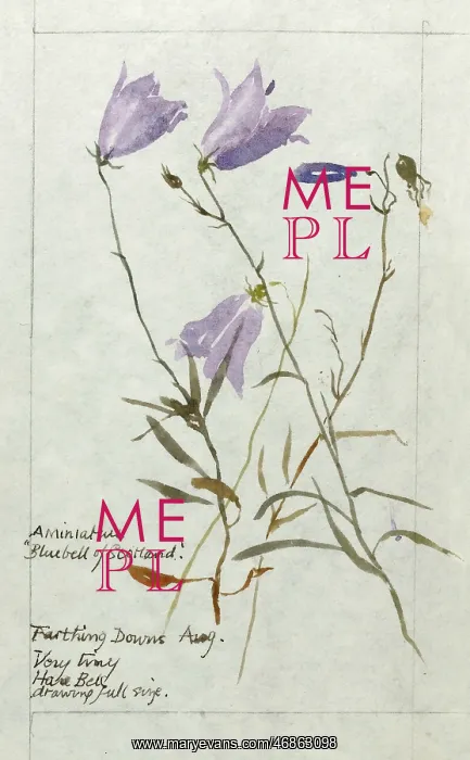 : Botanical Sketchbook -- Harebell : Botanical Sketchbook -- Harebell