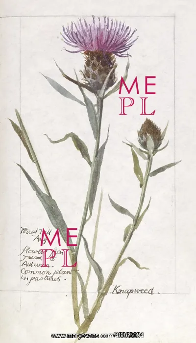  : Botanical Sketchbook -- Knapweed