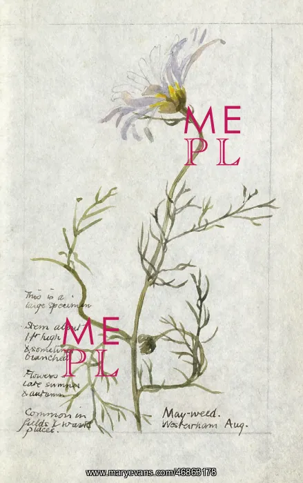  : Botanical Sketchbook -- Mayweed