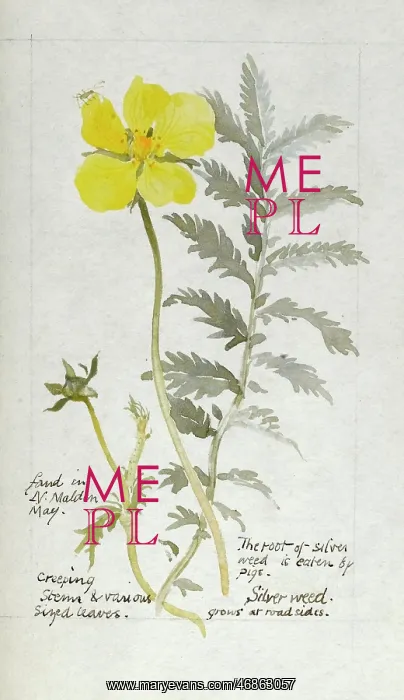  : Botanical Sketchbook -- Silverweed