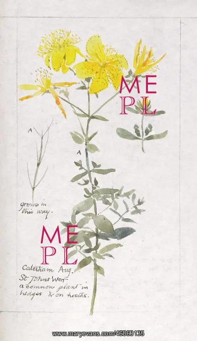 : Botanical Sketchbook -- St John's Wort : Botanical Sketchbook -- St John's Wort