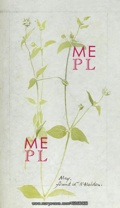 : Botanical Sketchbook -- wild flower : Botanical Sketchbook -- wild flower