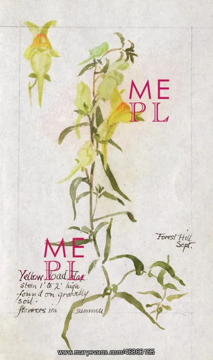  : Botanical Sketchbook -- Yellow Toadflax