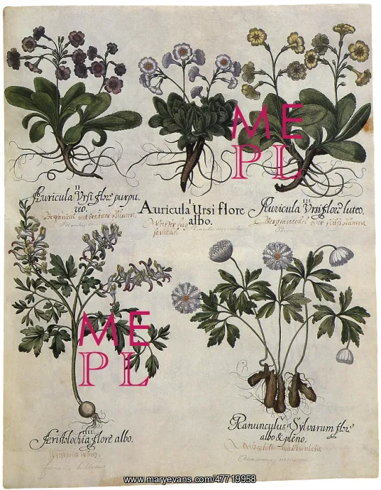  : Five Botanicals