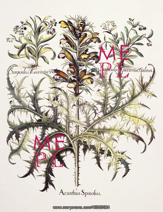: botany, Acanthus (Acanthaceae), spiny bear`s : botany, Acanthus (Acanthaceae), spiny bear`s