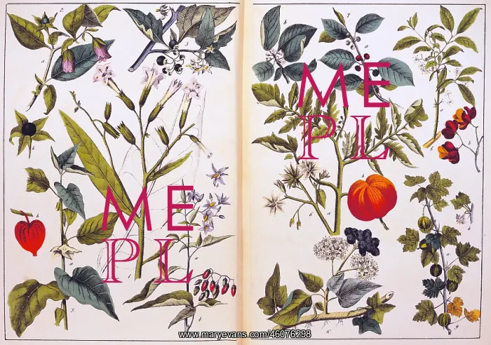 : botany, berries, plants, 1st order, 5th grade : botany, berries, plants, 1st order, 5th grade