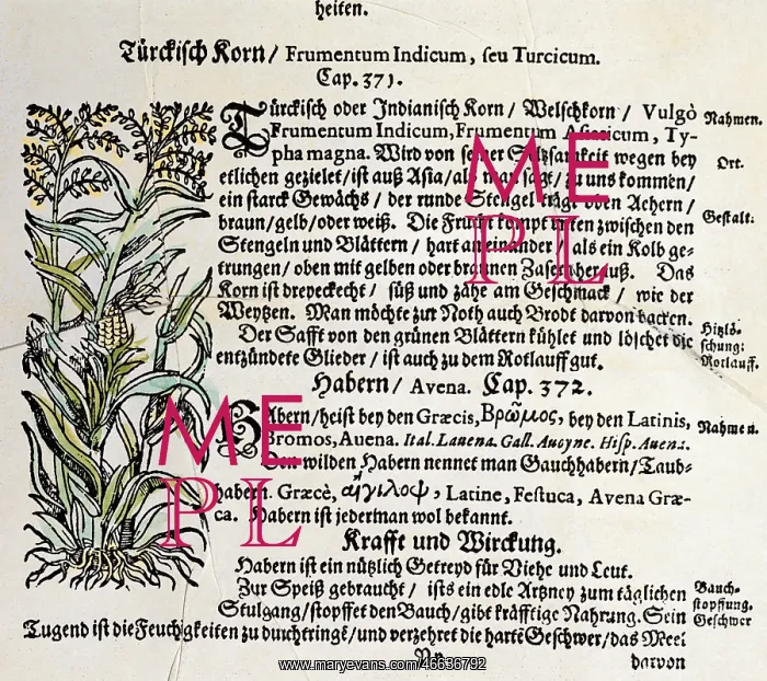 : botany, cereal, maize (Zea mays), woodcut, coloured : botany, cereal, maize (Zea mays), woodcut, coloured