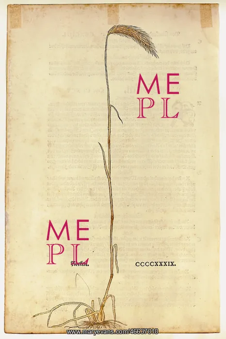 : botany, cereal, rye (Secale cereale), woodcut : botany, cereal, rye (Secale cereale), woodcut