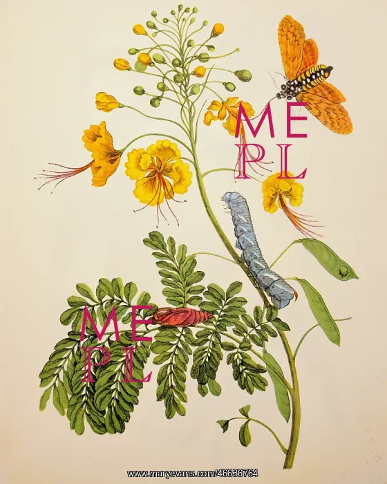 : botany, flowers, Faboidium, watercolour, Metamorphosis : botany, flowers, Faboidium, watercolour, Metamorphosis