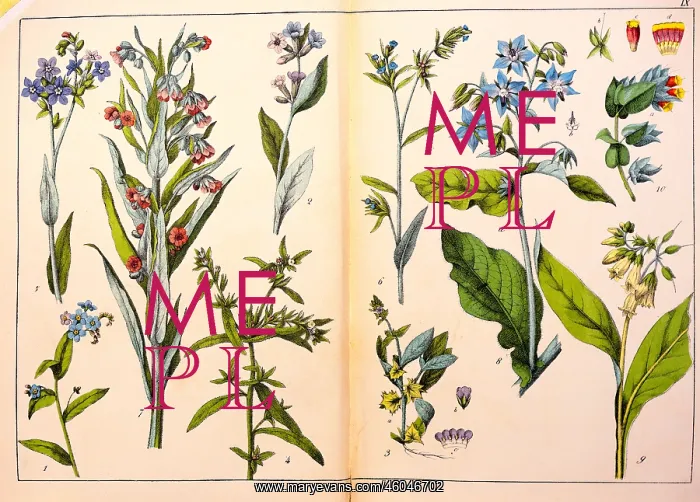 : botany, flowers, herbs, borage (Boraginaceae) : botany, flowers, herbs, borage (Boraginaceae)