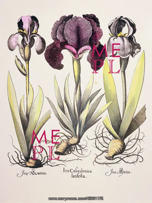 : botany, flowers, Iris, colourers copper engraving : botany, flowers, Iris, colourers copper engraving