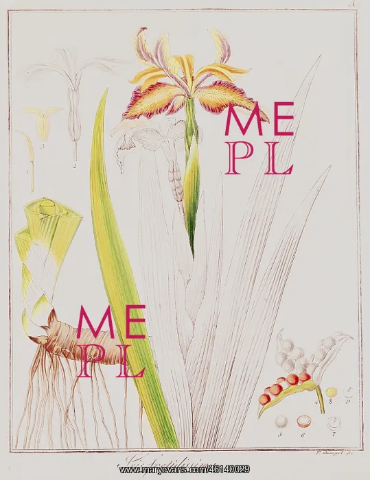 : botany, flowers, iris, stinking iris, steel engraving : botany, flowers, iris, stinking iris, steel engraving