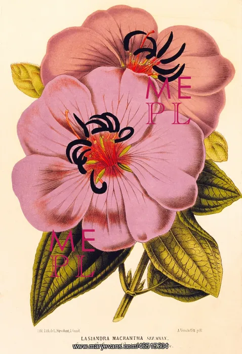 : botany, flowers, Lasiandra macrantha, colour : botany, flowers, Lasiandra macrantha, colour