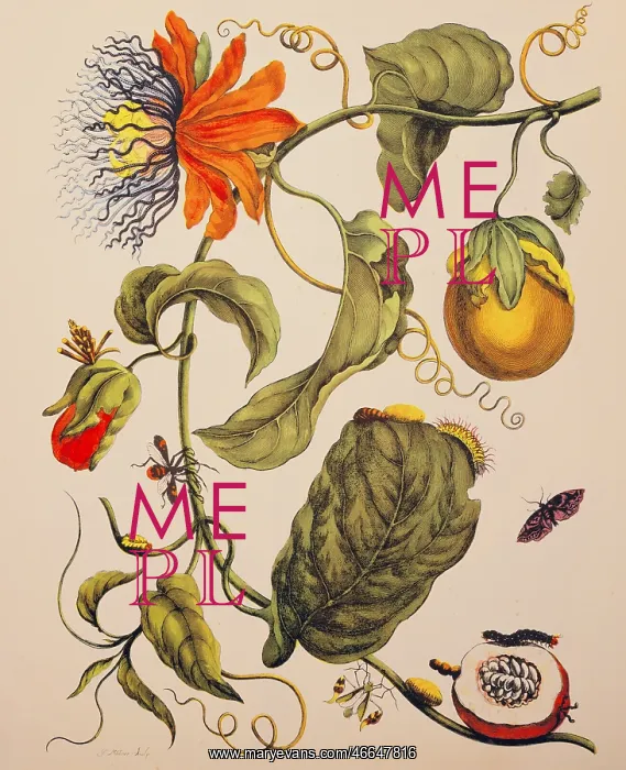 : botany, flowers, Passion flower (Passiflora) : botany, flowers, Passion flower (Passiflora)