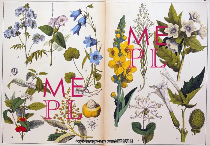: botany, flowers, trees, herbs, plants, 1st order : botany, flowers, trees, herbs, plants, 1st order