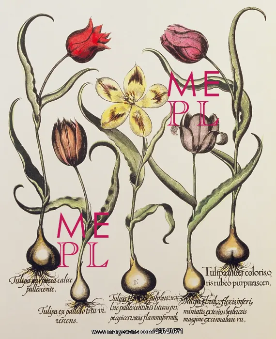 : botany, flowers, tulip (Tulipa), miscellaneous : botany, flowers, tulip (Tulipa), miscellaneous