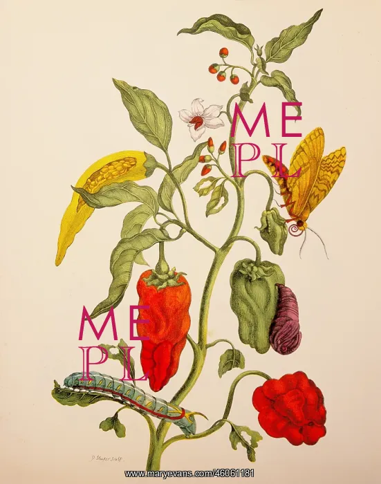: botany, flowers, vegetables, bell pepper (Capsicum : botany, flowers, vegetables, bell pepper (Capsicum