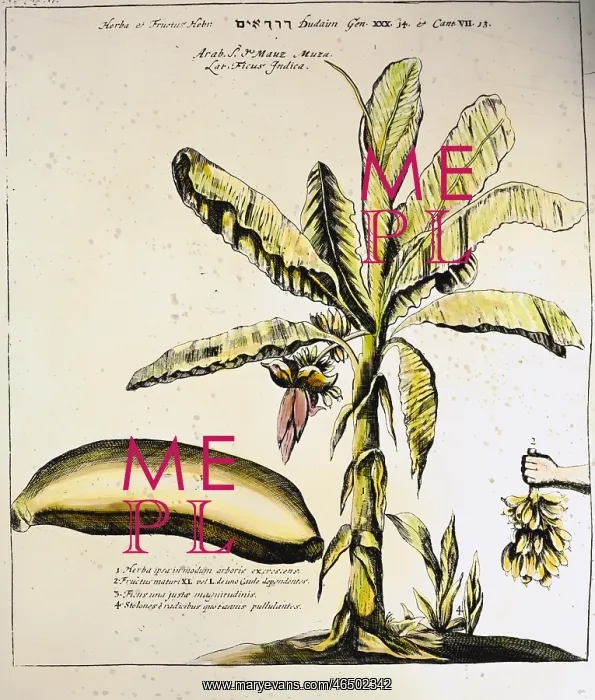 : botany, fruit and vegetable, banana (Musa), copper : botany, fruit and vegetable, banana (Musa), copper