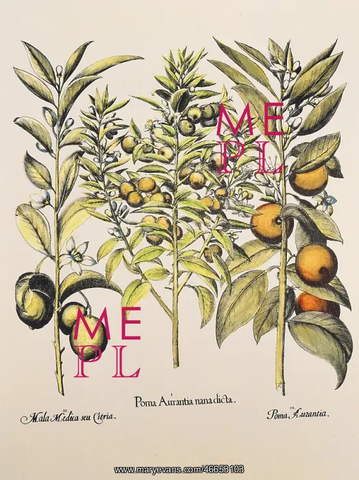 : botany, fruit and vegetable, Citrus, lemon (Citrus : botany, fruit and vegetable, Citrus, lemon (Citrus