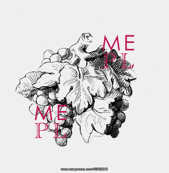 : botany, grape vinn (Vitis vinifera), grapes and : botany, grape vinn (Vitis vinifera), grapes and