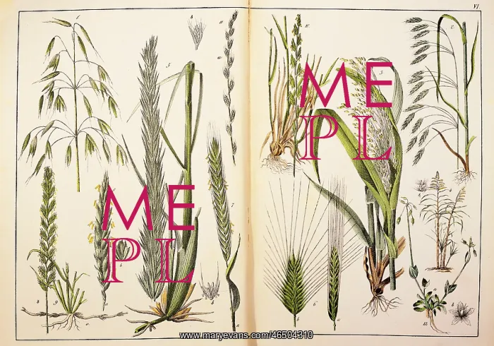 : botany, grasses, cereal, from Naturgeschichte : botany, grasses, cereal, from Naturgeschichte