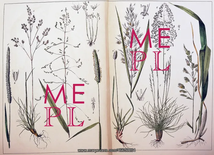 : botany, grasses, true grasses (Poaceae), from : botany, grasses, true grasses (Poaceae), from