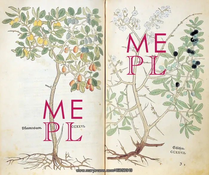 : botany, herbs, blackthorn (Prunus spinosa), from : botany, herbs, blackthorn (Prunus spinosa), from