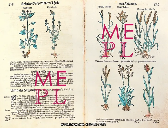 : botany, herbs, cornfield weeds, from Kraeuterbuch : botany, herbs, cornfield weeds, from Kraeuterbuch