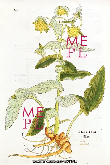 : botany, herbs, elecampane (Inula helenium), woodcut : botany, herbs, elecampane (Inula helenium), woodcut