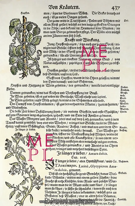 : botany, herbs, hop (Humulus) and honeysuckle : botany, herbs, hop (Humulus) and honeysuckle