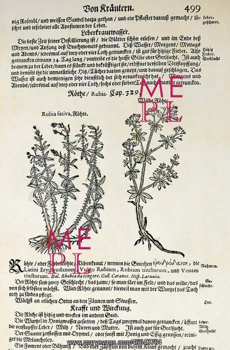 : botany, herbs, madder (Rubia sativa) and common : botany, herbs, madder (Rubia sativa) and common