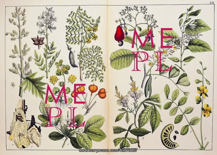 : botany, herbs, plants, 1st order, 9th / 10th : botany, herbs, plants, 1st order, 9th / 10th