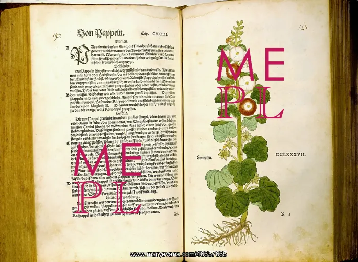: botany, herbs, Populus and hollyhocks (Alcea) : botany, herbs, Populus and hollyhocks (Alcea)