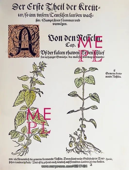 : botany, herbs, stinging nettle (Urtica dioica) : botany, herbs, stinging nettle (Urtica dioica)