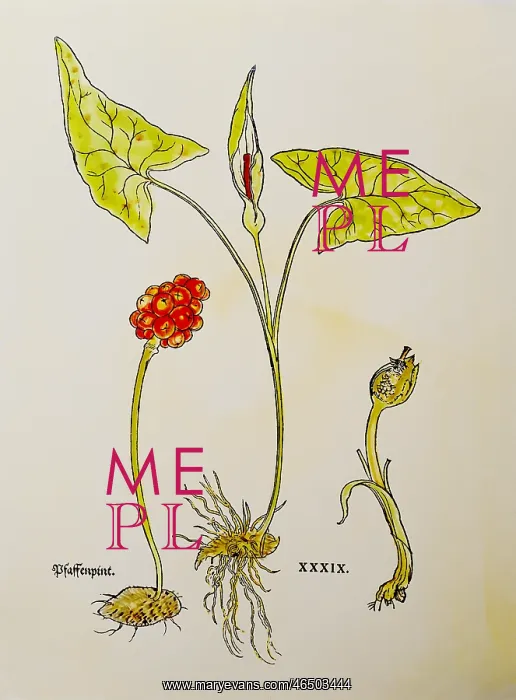 : botany, herbs, wild arum (Arum maculatum), from : botany, herbs, wild arum (Arum maculatum), from