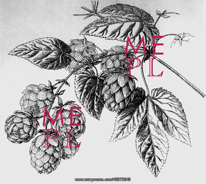 : botany, hops (Humulus lupulus), stick with blossom : botany, hops (Humulus lupulus), stick with blossom