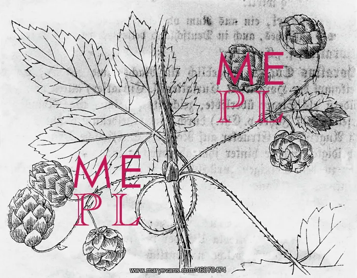  : botany, hops (Humulus lupulus), stick, leave