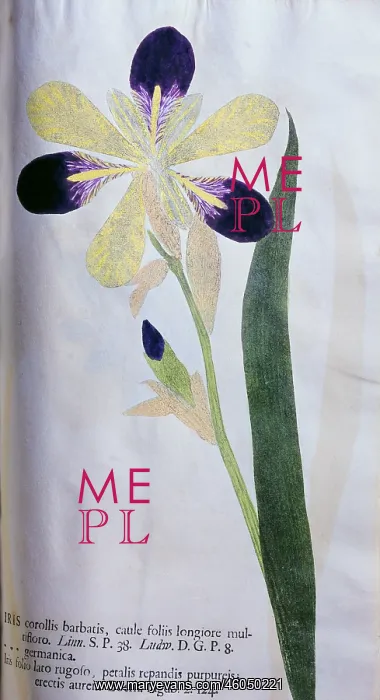  : botany, iris, Iris corollis barbatis, leaf, blossom