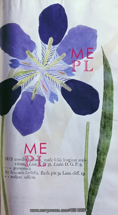  : botany, iris, Iris corollis barbatis, leaf, blossom