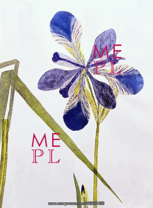  : botany, iris, Iris palustris, leaf, blossom